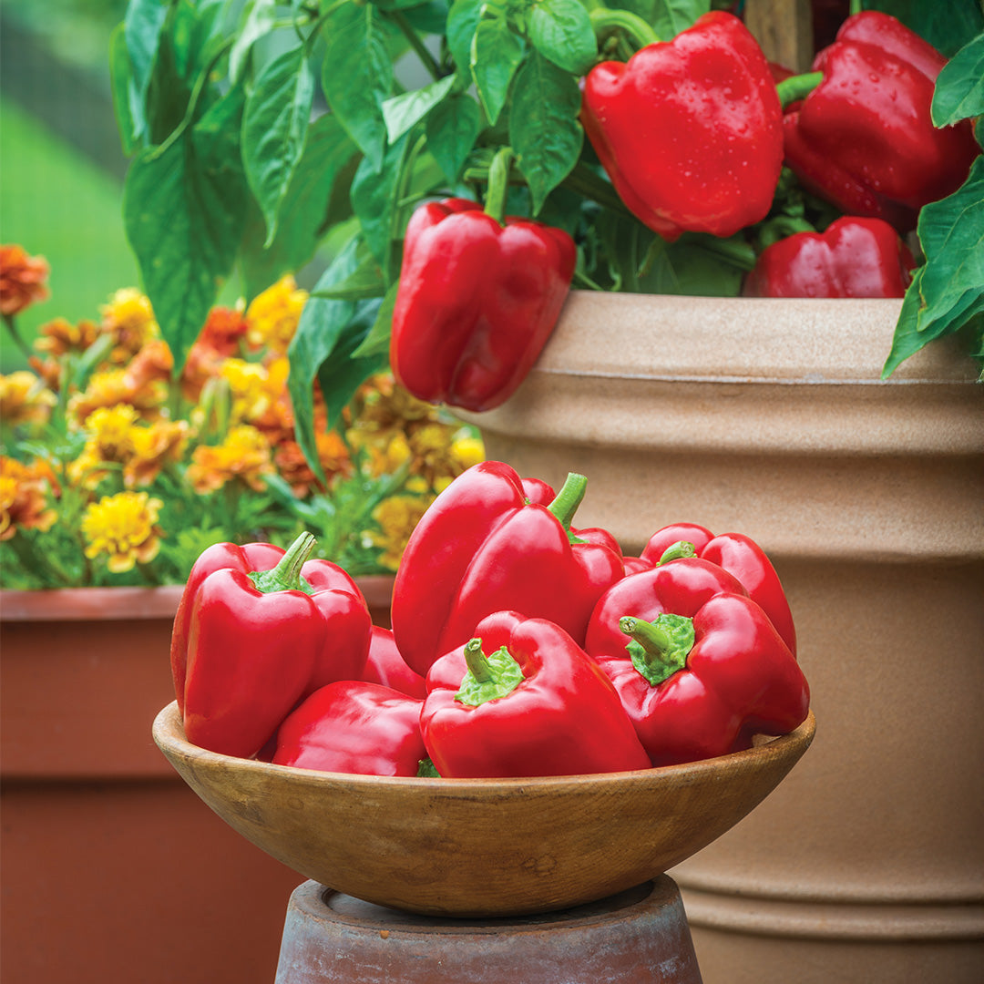 Bowl of Bell Pepper