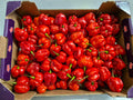 Box of Pepper 3KG (Scotch bonnet)
