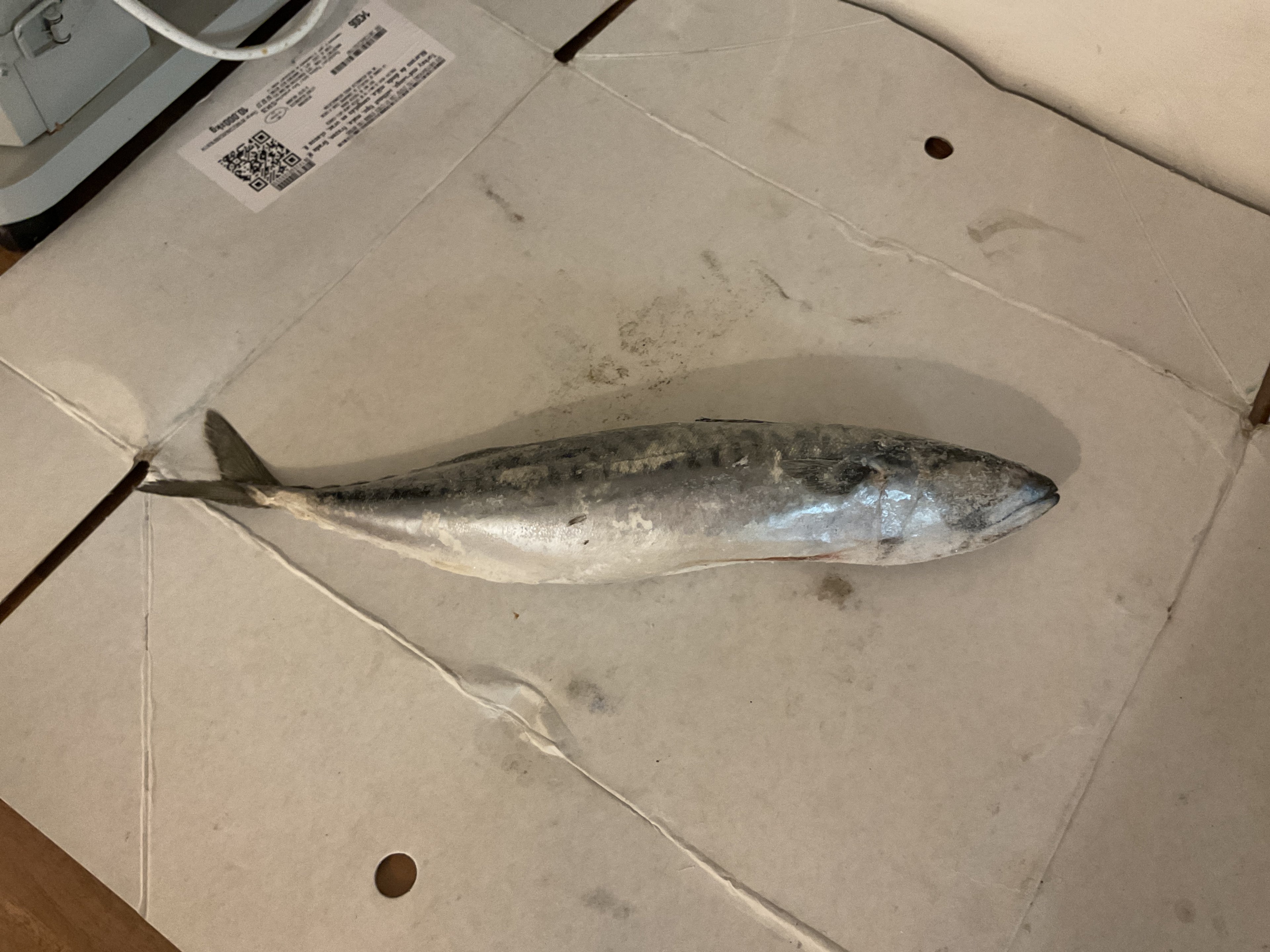 Mackerel Fish (Titus) 1KG