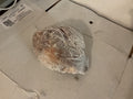 Abodi 1KG